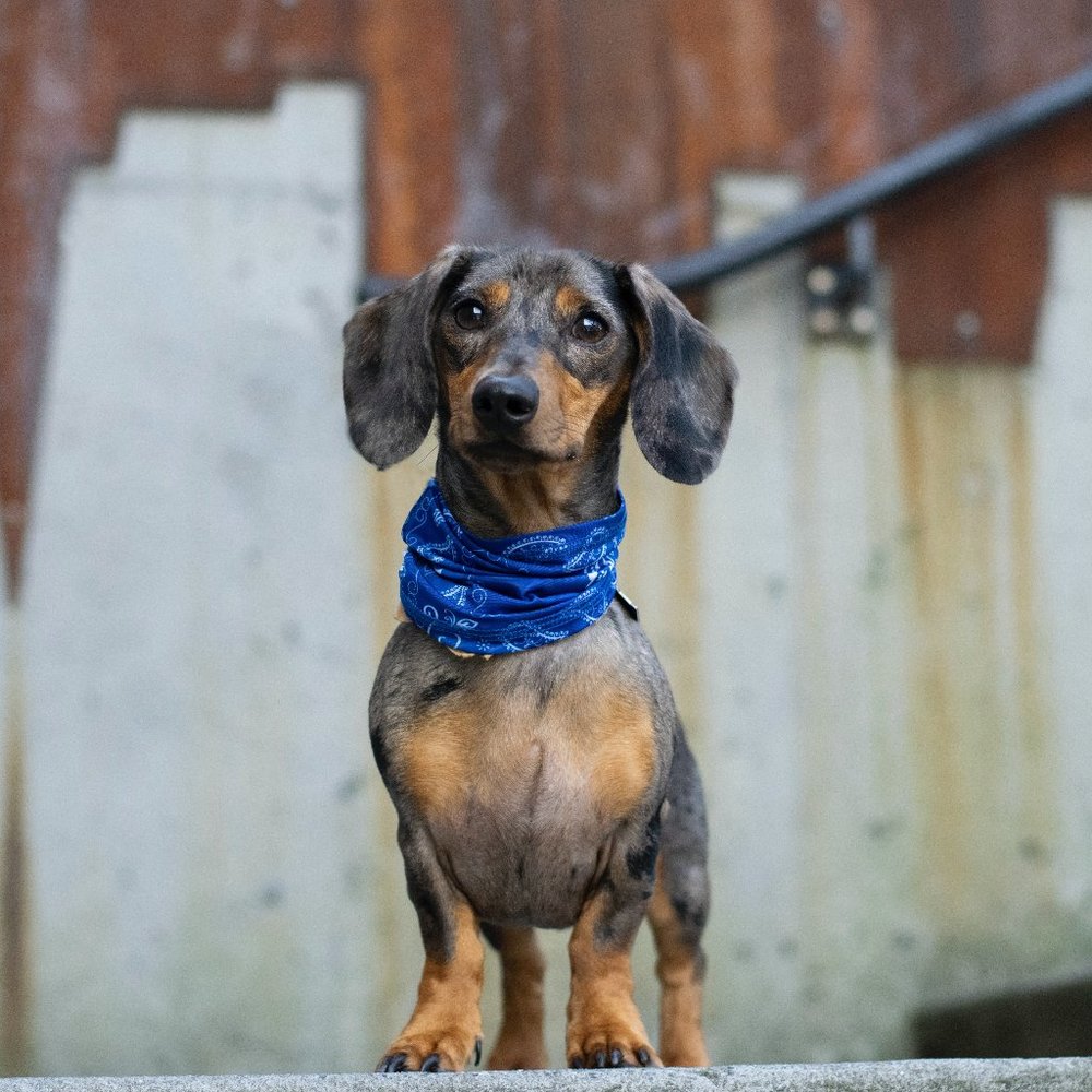 Meet your Dachshund Posher!
